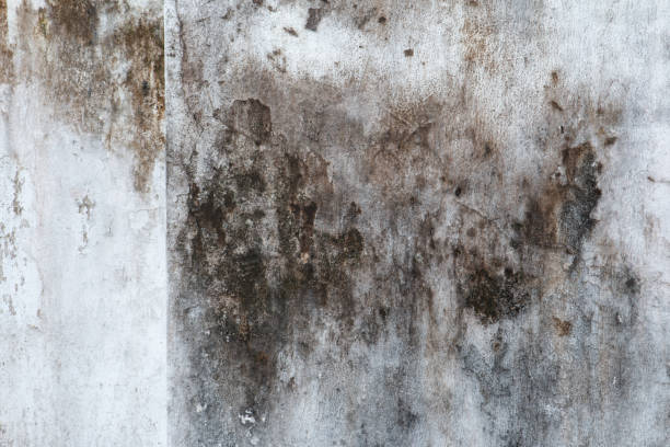 Best Mold-Related Health Consultation  in Kenwood Estates, FL