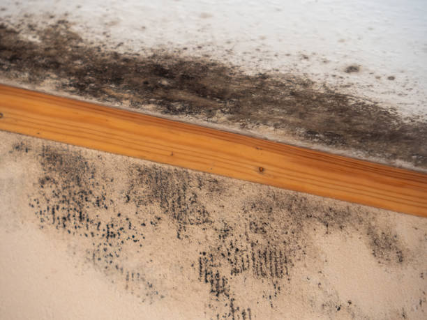 Asbestos and Lead Testing During Mold Inspection in Kenwood Estates, FL