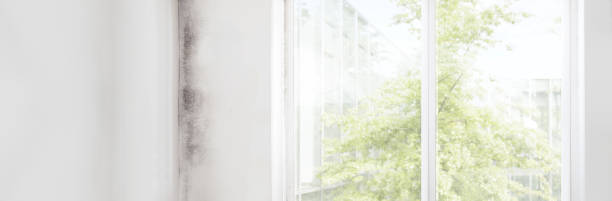 Best Mold Damage Restoration  in Kenwood Estates, FL
