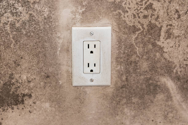 Best Attic Mold Removal  in Kenwood Estates, FL